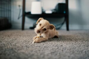 Dog sits on clean carpet freshly cleaned by Titan Carpet and Floor Care