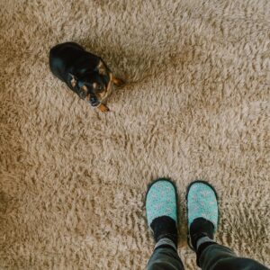 Pet-stain removal Titan Carpet and Floor Care